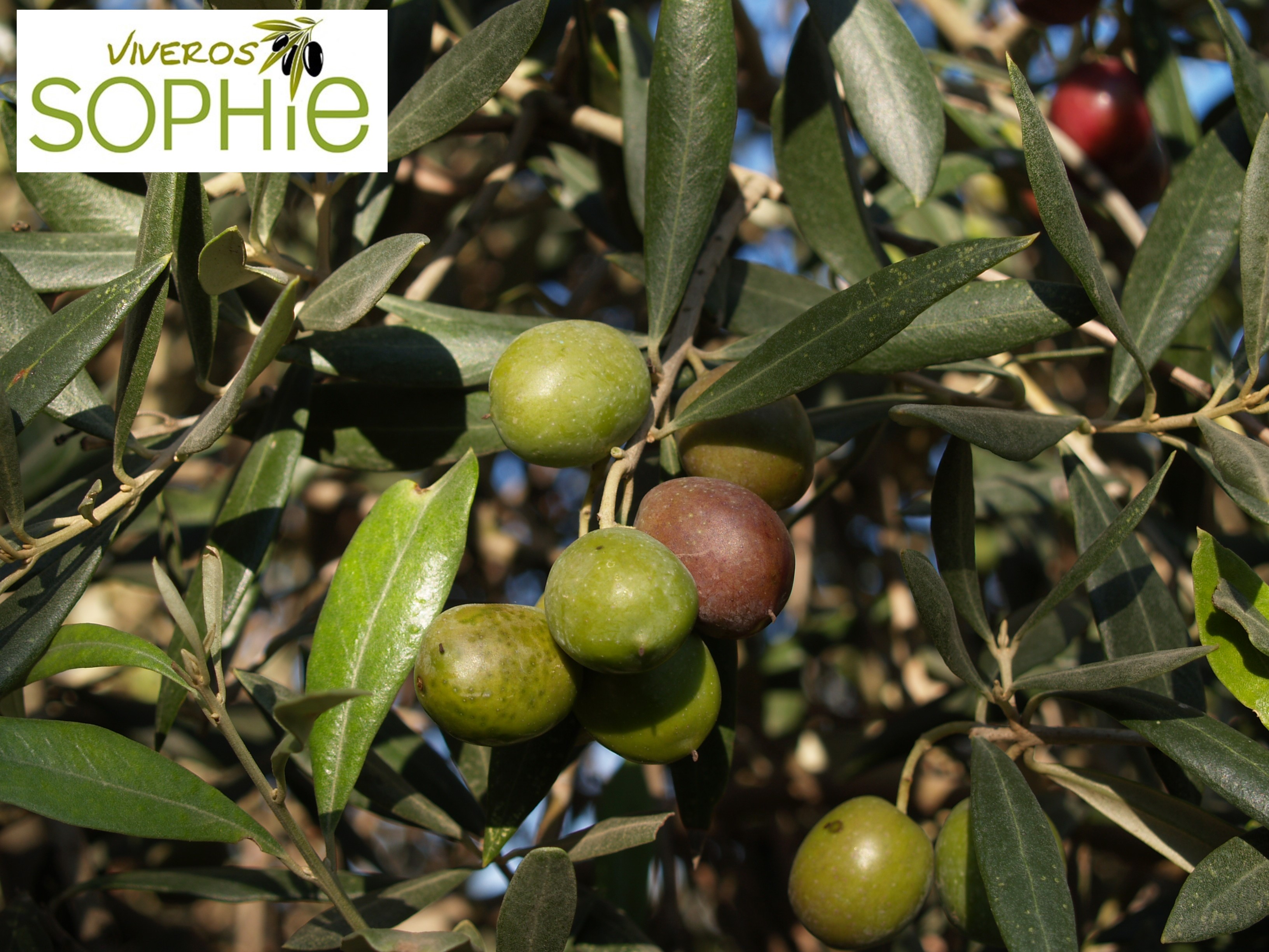 Variedad de olivo VERDIAL  DE  HUÉVAR